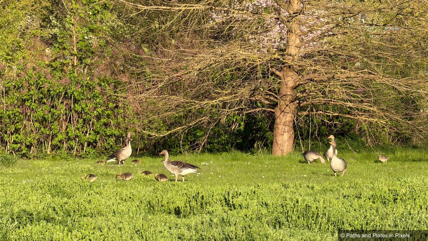 Baby geese near Hotel am Tiefwarensee